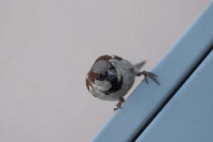 un petit moineau est assis sur le bord du toit. moineau dans la ville. photo