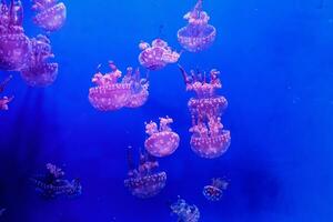 macro de une magnifique méduse mastigies papouasie photo
