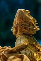 magnifique lézard barbu agame, pogona vitticeps photo