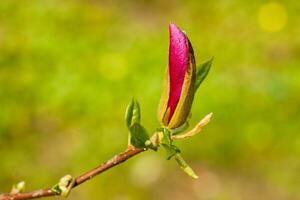 bourgeon de macro magnolia recouvert de gouttes photo