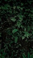 fond de feuille tropicale vert foncé photo