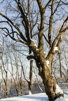 une arbre avec grand branches dans une segue dans ensoleillé temps photo