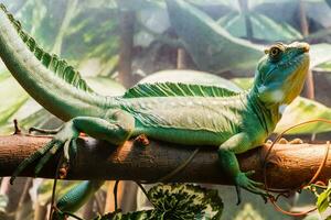 lézard bouchent photo