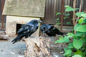 de beaux corbeaux noirs sont assis sur une souche photo