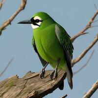 oiseau avoir une bien la vie photo