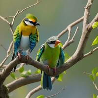 été, arbre, humour, oiseau, Jeune oiseau, Jaune lumière, mourir couper, OIE - oiseau, mouche en haut, troupeau de des oiseaux, rose, rural scène, noir couleur, bleu oiseau, oiseau en train de regarder, drôle, incroyable, noir, photo