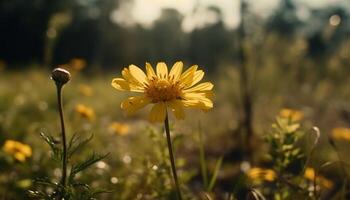 Jaune Marguerite fleur dans prairie, entouré par vibrant fleurs sauvages généré par ai photo