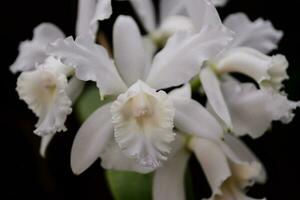une blanc orchidée photo
