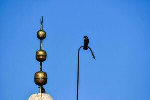 une oiseau perché sur Haut de une bâtiment avec une bleu ciel dans le Contexte photo