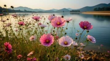 une magnifique été champ de rose cosmos fleurs par le lac, Naturel lumière du soleil, et une brillant été ciel Contexte. génératif ai photo