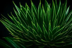 macro concentrer est lorsque vous Zoom dans sur quelque chose spécifique, comme pandan, et prendre une image de il le Contexte est tout foncé dans une studio ai généré photo