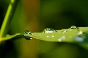 gouttes sur gren feuille photo