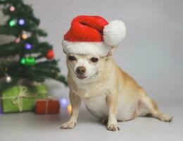 chien chihuahua à cheveux courts brun portant un chapeau de père noël rouge assis sur fond blanc avec arbre de noël et boîte-cadeau rouge et verte. photo