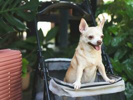 marron court cheveux chihuahua chien permanent dans animal de compagnie poussette avec rose valise dans le jardin. souriant Heureusement. content vacances et en voyageant avec animal de compagnie concept photo