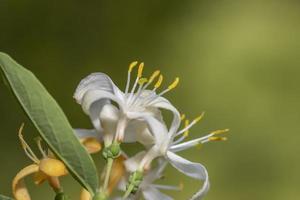 gros plan de fleurs de jasmin de lait de miel photo