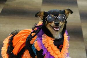 une chiens habillé dans une fantaisie et des lunettes de soleil. photo