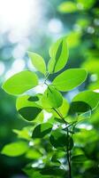 proche en haut de vert feuille dans une jardin à été en dessous de lumière du soleil avec flou Contexte. génératif ai photo