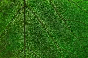 texture des feuilles vertes et fibre des feuilles, papier peint par détail de la feuille verte photo