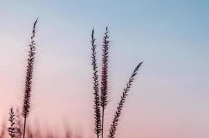 fleur d'herbe dans le jardin avec la lumière du matin, concept de croissance de la vie. photo