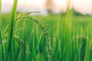 riz paddy et graines de riz dans la ferme, la rizière biologique et l'agriculture. photo