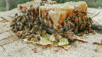 colonie les abeilles à produire mon chéri de acacia dans italien ferme photo