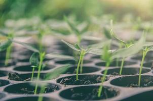 la verdure de la jeune plante et des semis poussent dans le pot. photo