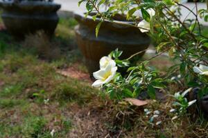 le huit heures fleur ornemental plante a le scientifique Nom tournera subulata photo