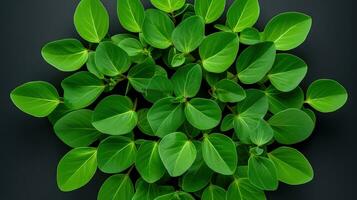 vert concept plante feuille Haut vue ai généré photo