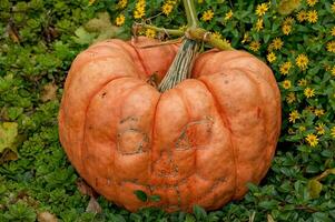 citrouilles en allemagne photo