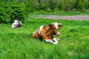la photographie sur thème magnifique gros Lait vache broute sur vert Prairie en dessous de bleu ciel photo