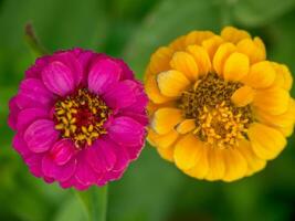 fleurs dans papenbourg photo