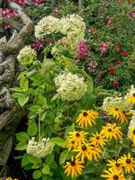 fleurs dans papenbourg photo