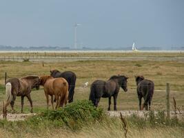 l'île de Spiekeroog photo