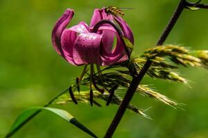 lilium Martagon fleurs photo