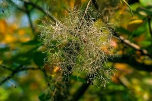 cotinus coggygria, rhus cotinus, arbre à fumée, fumée arbre, fumée buisson, ou teinturier sumac est une espèce de floraison plante. Naturel vert et rose fleur Contexte photo