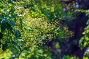 cotinus coggygria, rhus cotinus, arbre à fumée, fumée arbre, fumée buisson, ou teinturier sumac est une espèce de floraison plante. Naturel vert et rose fleur Contexte photo