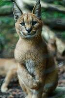 portrait de caracal dans zoo photo