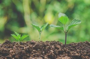 la verdure des jeunes plantes et des semis poussent dans le sol. photo