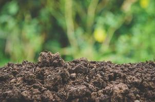 la verdure des jeunes plantes et des semis poussent dans le sol. photo