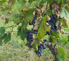 vignoble pour la vinification photo