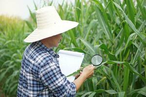 agricole chercheur détient grossissant verre et papier presse-papiers à explorer ou inspecter croissance et maladies de les plantes à maïs jardin. concept. agriculture profession, enquête et recherche. photo