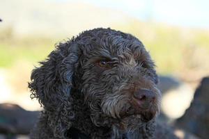 Brown dog portrait macro lagotto romagnolo truffle hunter Crète Grèce photo