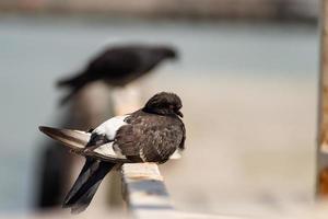 pigeons assis sur une balustrade photo