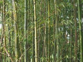 fond d'arbre de bambou photo