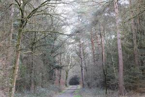 route en arrière-plan de la forêt allemande photographie de stock tirages de haute qualité photo
