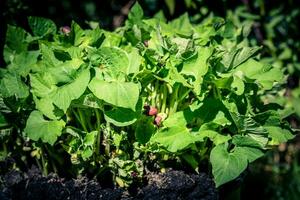 séché rouge un rein des haricots en dehors de le posséder jardin photo