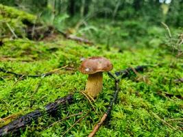 champignons sauvages frais de la forêt photo