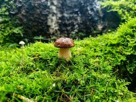 champignons sauvages frais de la forêt photo