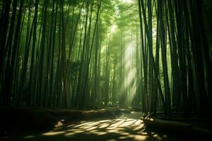 brillant lumière du soleil filtration par bambou forêt ai génératif photo