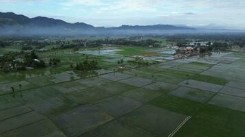 aérien vue de paddy des champs. aérien vue de agriculture dans riz des champs pour cultivation dans gorontalo province, Indonésie. Naturel le texture pour Contexte photo
